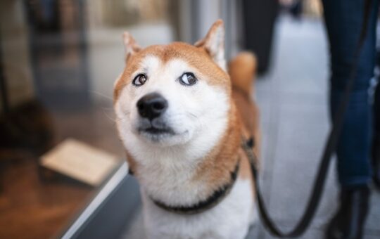 Shiba Inu Steps Into the Metaverse, LEASH Token Soars