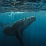 Bitcoin whale deposits $40M USDC into Hyperliquid to boost BTC short position